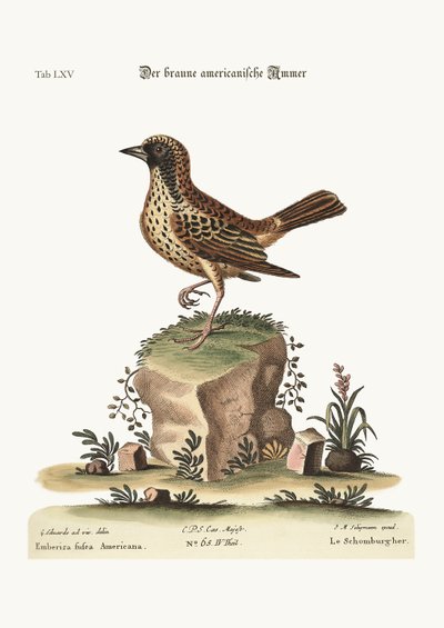 The Schomburger by George Edwards